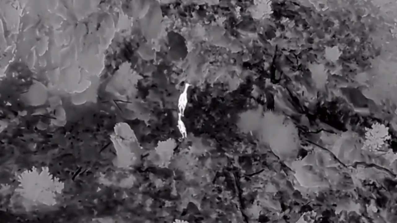 AKDAĞ’DA KIZILGEYİKLER TERMAL DRONLA GÖRÜNTÜLENDİ