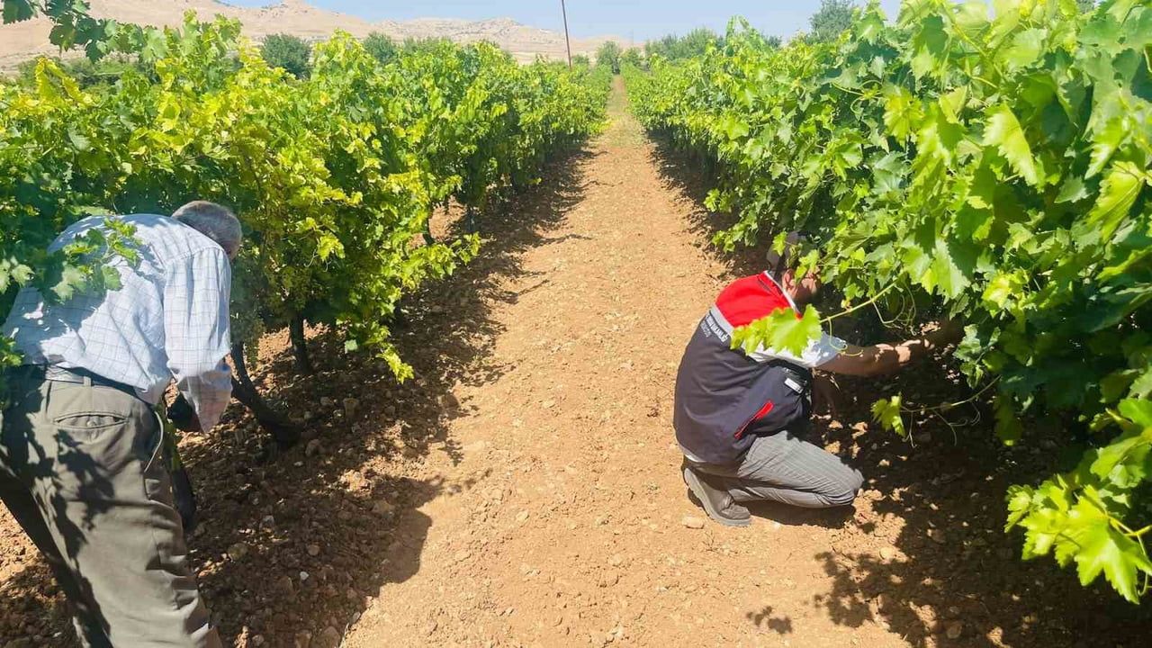 EKİPLER, BAĞLARDA ARTIŞ GÖSTEREN 'BAĞ KÜLLEMESİ' ENFEKSİYONUNA KARŞI SAHADAKİ DENETİM VE REHBERLİK...