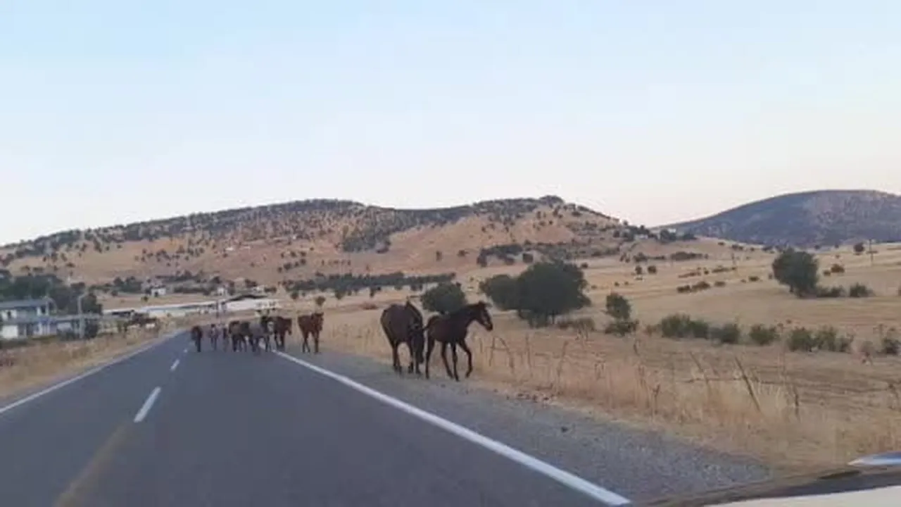 Diyarbakır’da yaban at sürüsü yola indi
