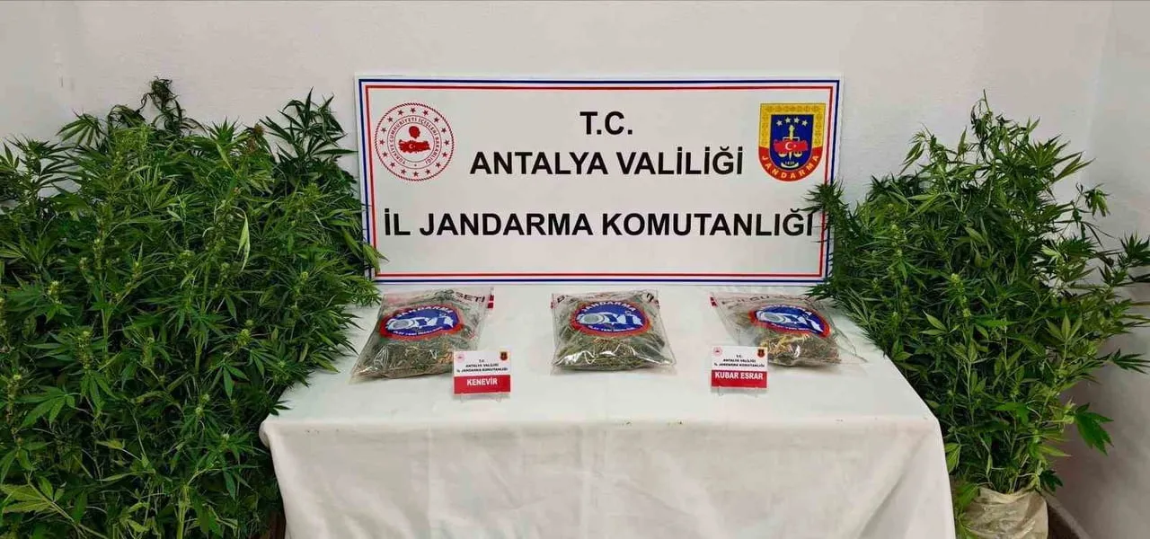 GAZİPAŞA'DA 146 KÖK KENEVİR VE 1 KİLO 150 GRAM ESRAR ELE GEÇİRİLDİ