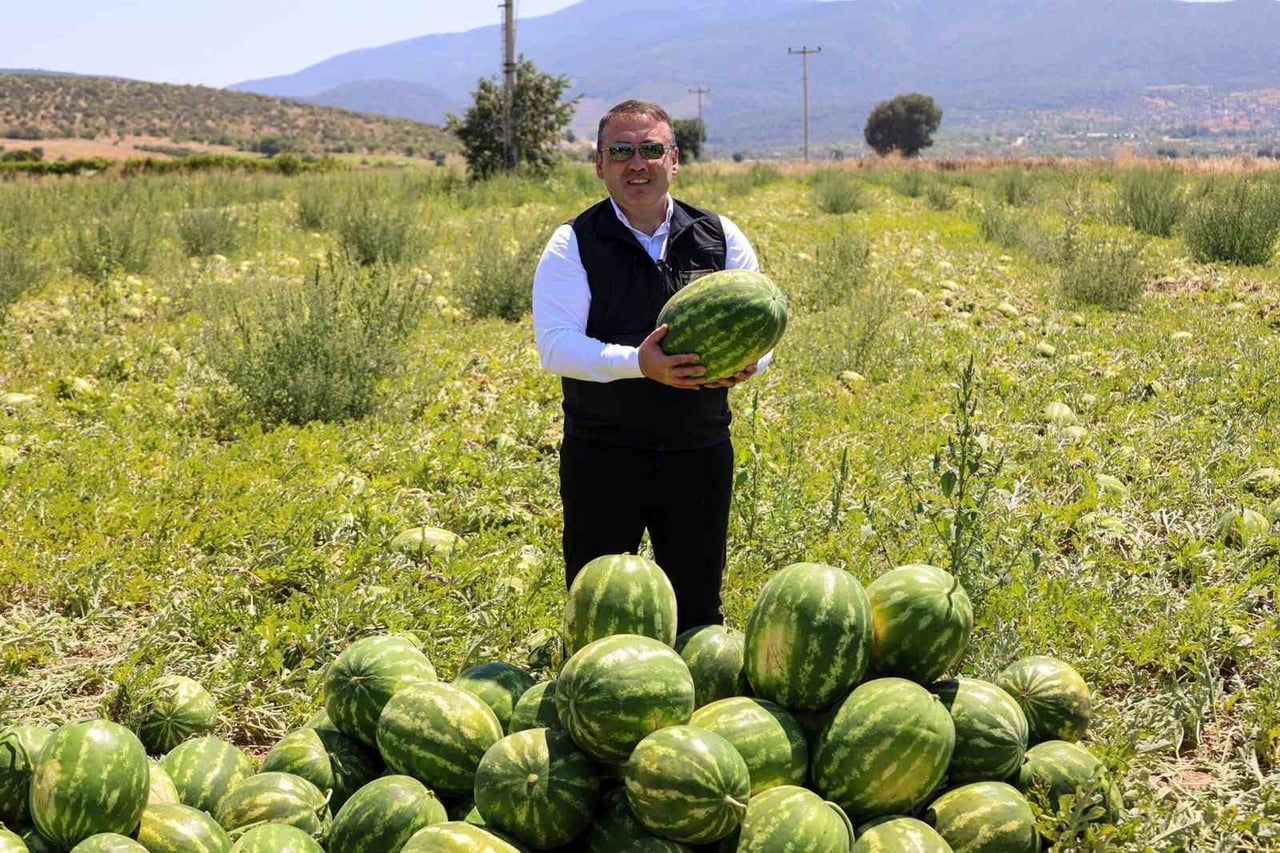 BİLECİK’TE 62 BİN TONLUK KARPUZ HASADI BEKLENİYOR