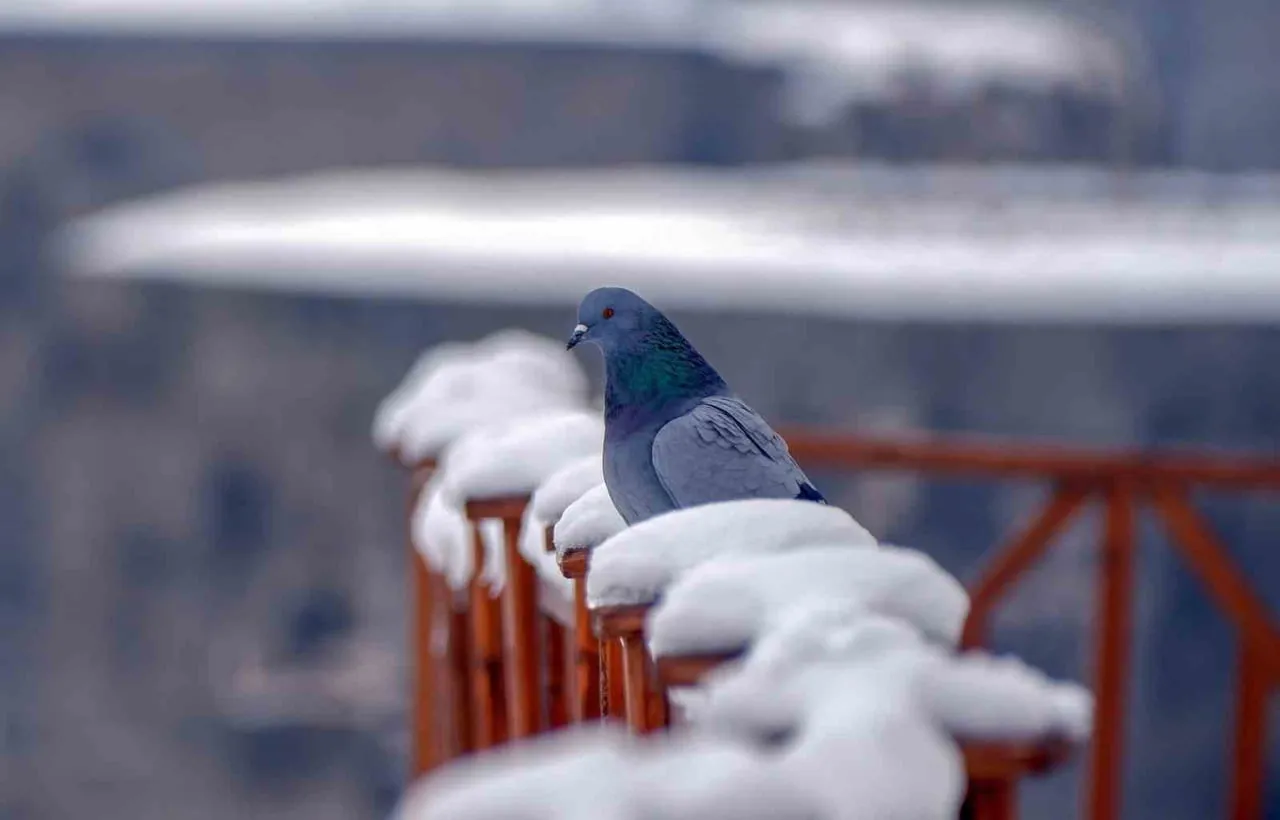 ERZURUM TÜRKÜLERİNDEN YOLA ÇIKILARAK, TÜRK HALK MÜZİĞİ’NDE GÜVERCİN VE TURNA MOTİFLERİNİN EDEBİ VE...