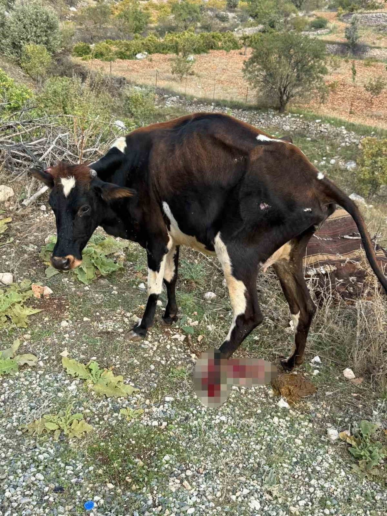BATMAN’IN GERCÜŞ İLÇESİNE PİKABIN ÇARPTIĞI BÜYÜKBAŞ HAYVAN YARALANIRKEN, ARAÇTA MADDİ HASAR...