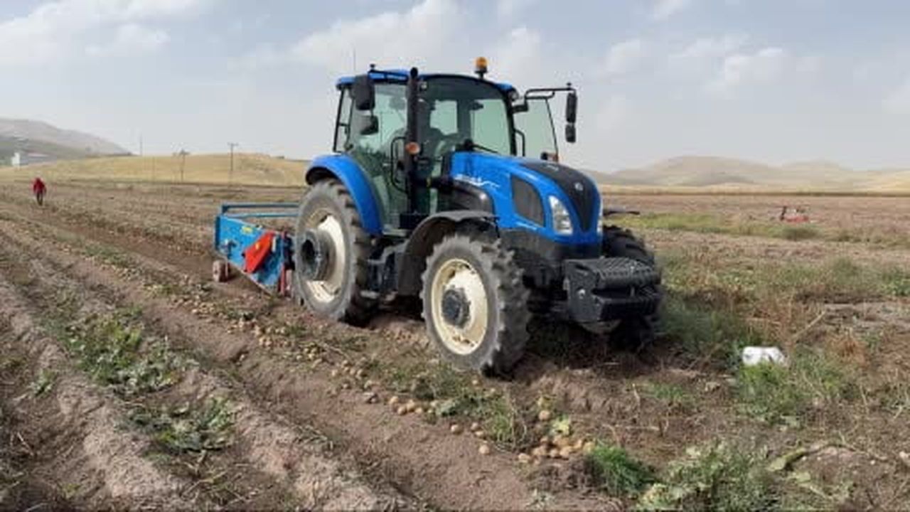 Patnos topraklarında yetişiyor, Cips fabrikalarına gidiyor