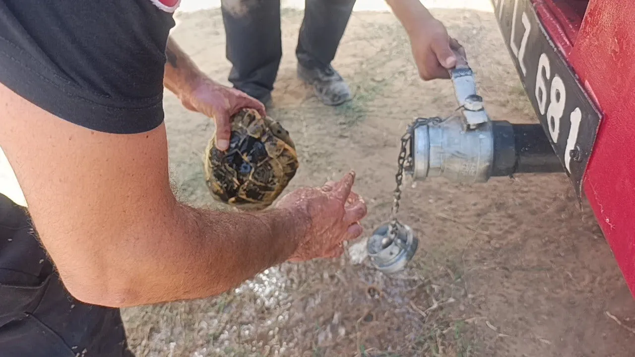 MANAVGAT İLÇESİNDE ÖNCEKİ GÜN ÇIKAN ARAZİ YANGININDA DA YANMAK ÜZERE OLAN KAPLUMBAĞA İTFAİYE...