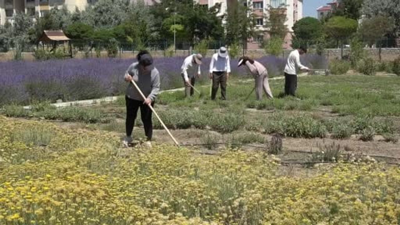Van YYÜ'deki 300 tür bitkinin buluştuğu bahçe ziyaretçilerini mest ediyor