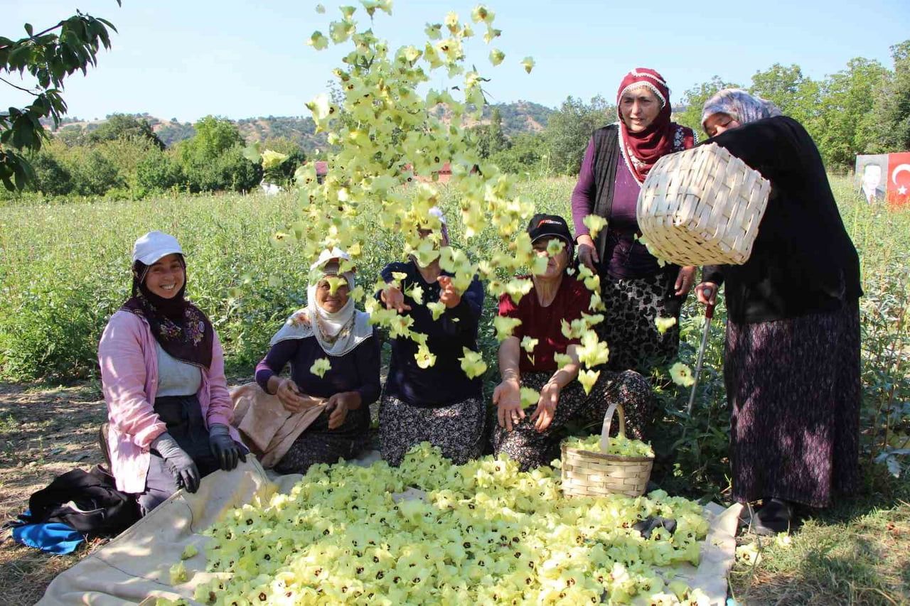 AMASYA’NIN ‘TESCİLLİ SARI ALTINI’ ÇİÇEK BAMYASI ALTINDAN DAHA KOLAY SATILIYOR. TAŞOVA İLÇESİNDE...