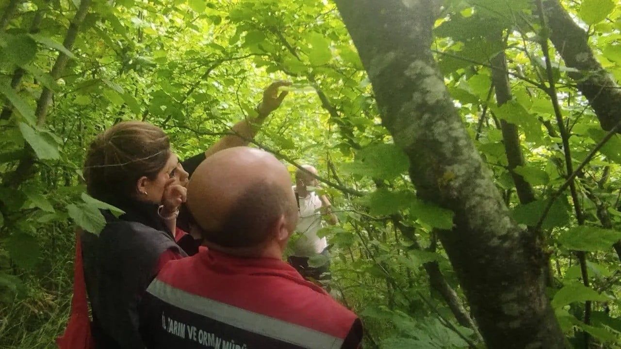 SİNOP TARIM VE ORMAN İL MÜDÜRLÜĞÜ, KAHVERENGİ KOKARCA ZARARLISIYLA BİYOLOJİK MÜCADELE KAPSAMINDA...