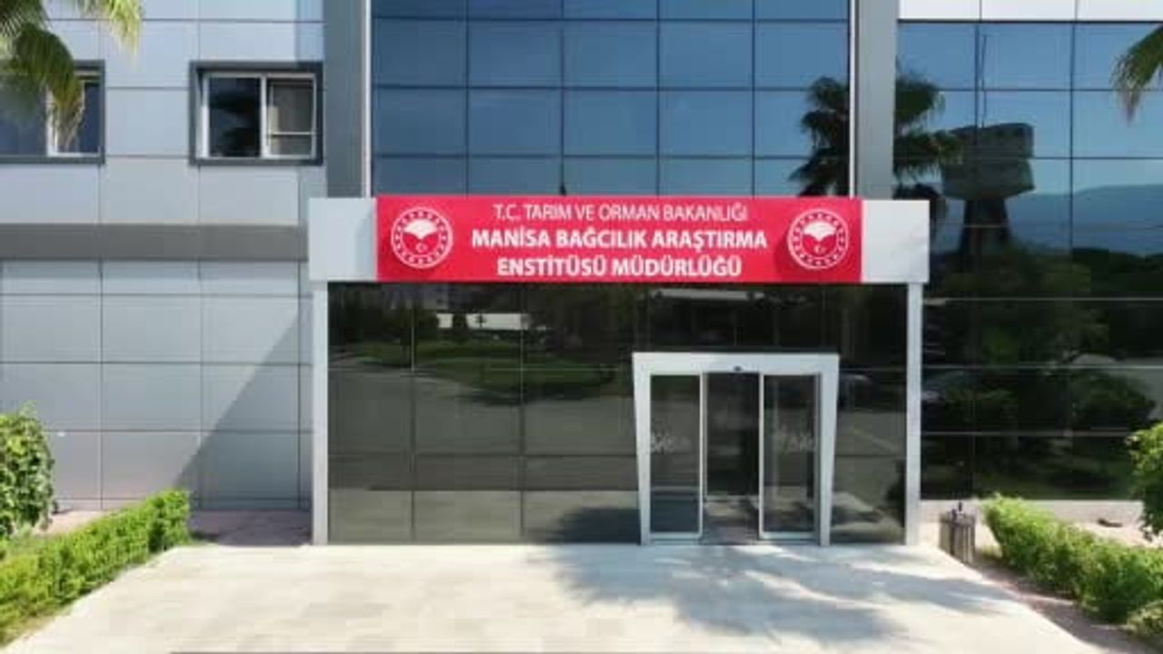 Manisa’da yaş üzüm hasadı başladı