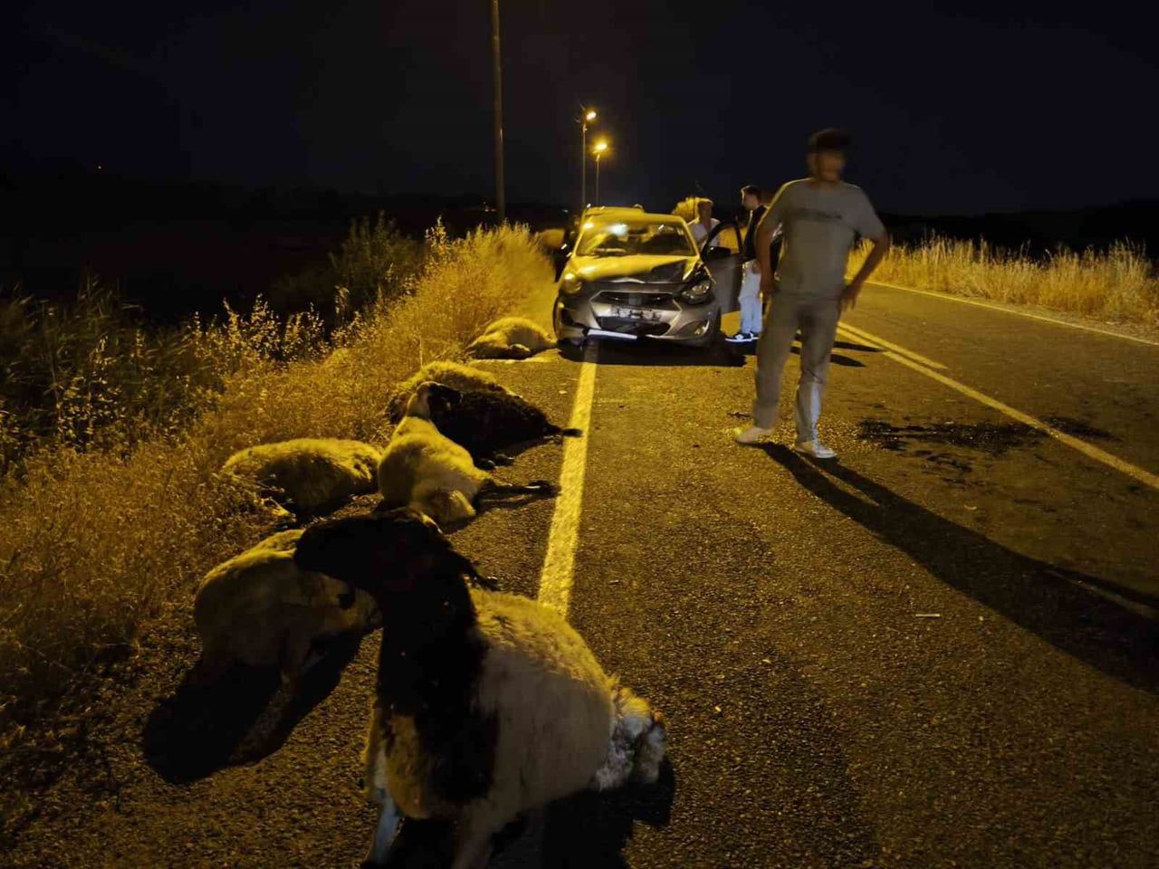DİYARBAKIR'IN ÇÜNGÜŞ İLÇESİNDE OTOMOBİL SÜRÜYE ÇARMASI SONUCU 10 KOYUN TELEF OLDU.