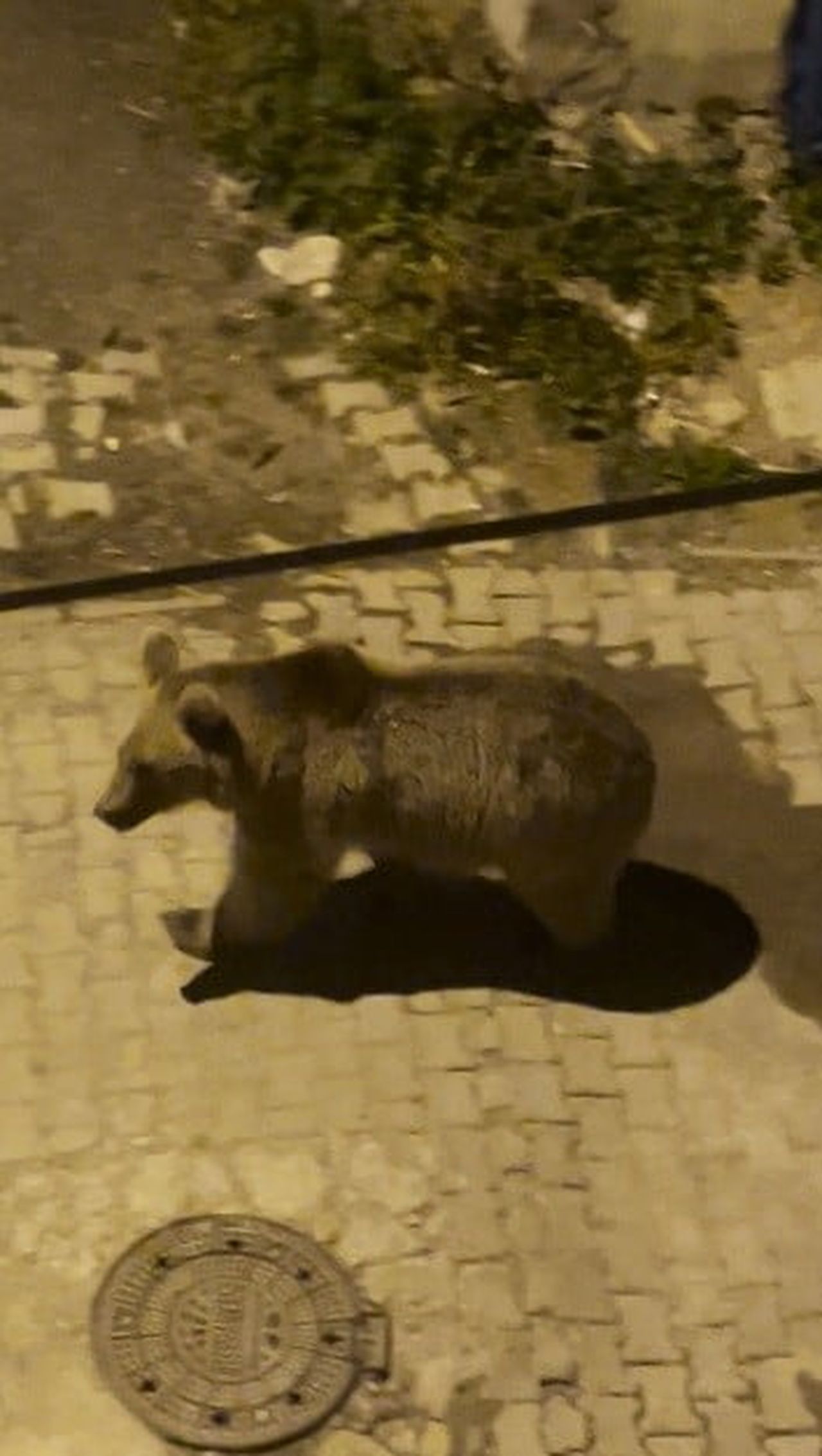 KARS’TA BOZ AYILAR MAHALLE ARALARINDA CİRİT ATTI! BİRİ GÖZCÜ, DİĞERİ PEŞİNDEN SALLANA SALLANA...