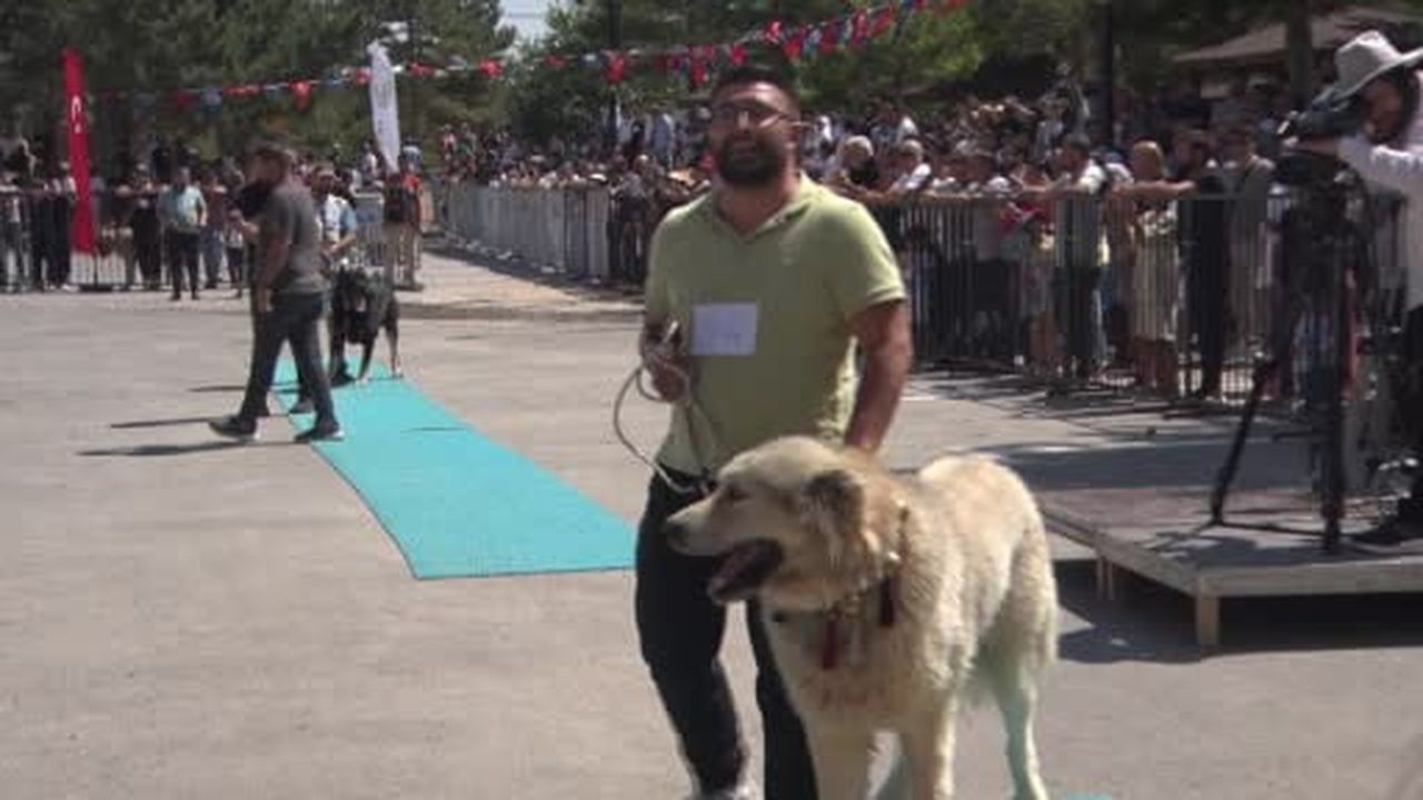 Dünyaca ünlü Anadolu aslanları güzellik yarışında kıyasıya yarıştı