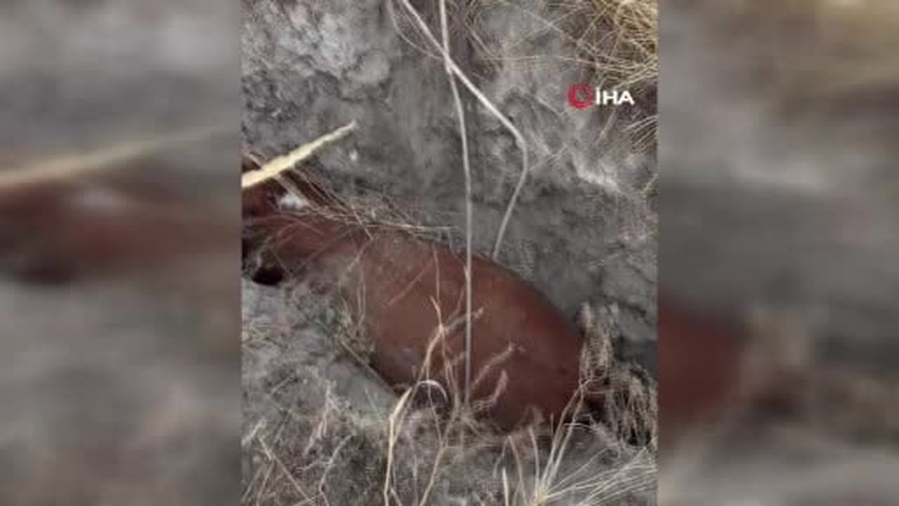 Ankara’da oluşan obruğa büyükbaş hayvan düştü