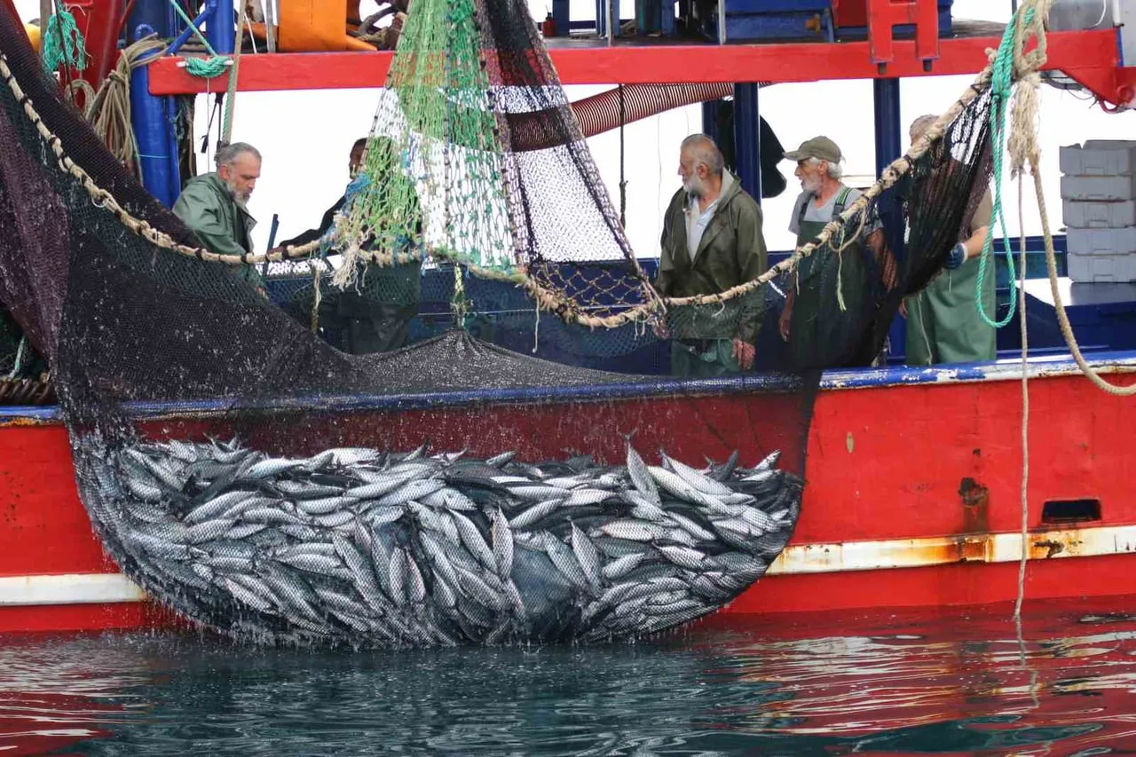 KARADENİZ'DE PALAMUT BOLLUĞU TEZGAHLARDA FİYATLARI DÜŞÜRÜRKEN, BALIKÇILARIN EKONOMİK KAYGILARI...