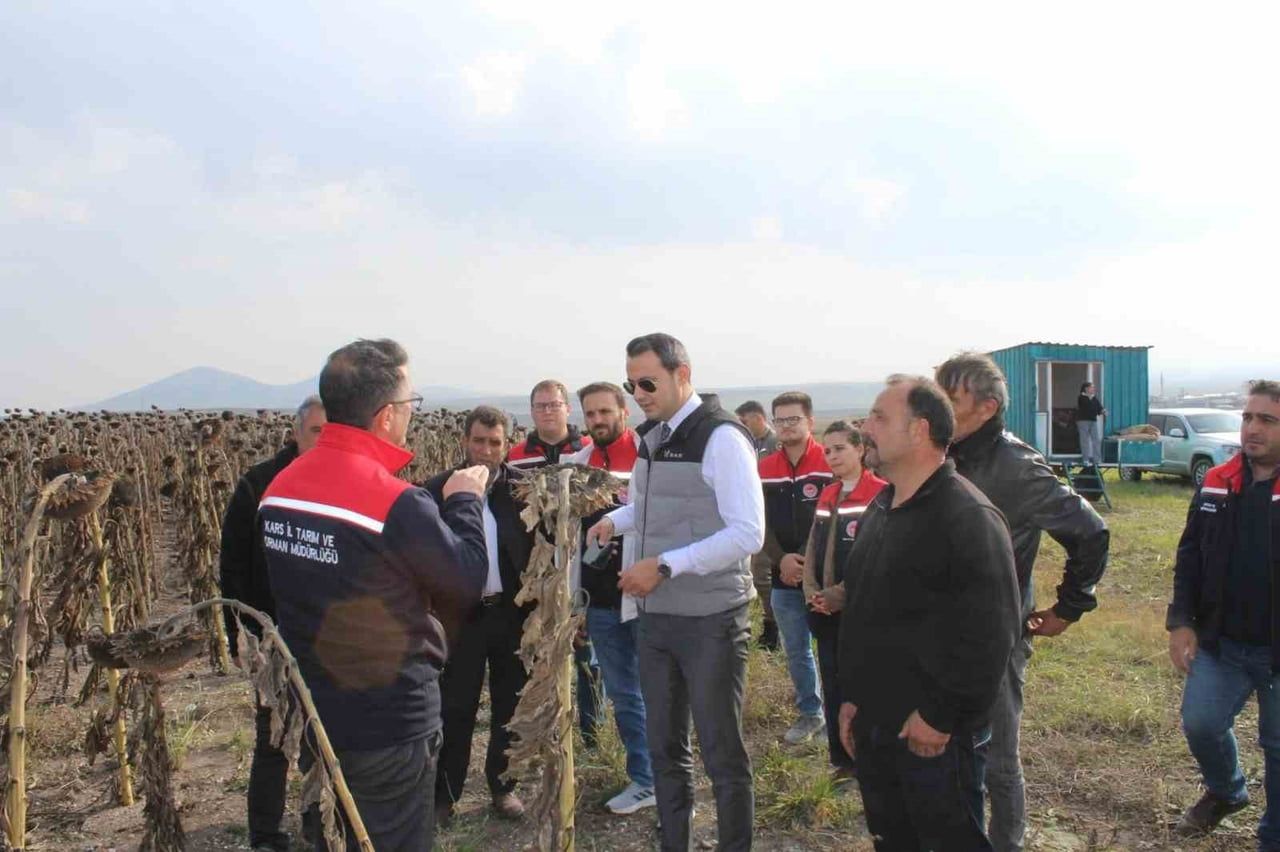 SELİM’DE 80 DÖNÜMLÜK TARLADA AYÇİÇEĞİ HASADI(KARS-İHA)