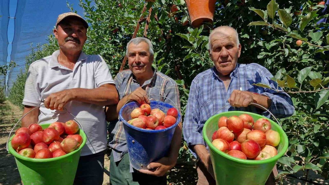 TÜRKİYE'NİN ELMA DEPOSU KENTLERİNDEN OLAN KARAMAN'DA ERKENCİ ELMA HASADI YAZLIK GALA ÇEŞİDİYLE...