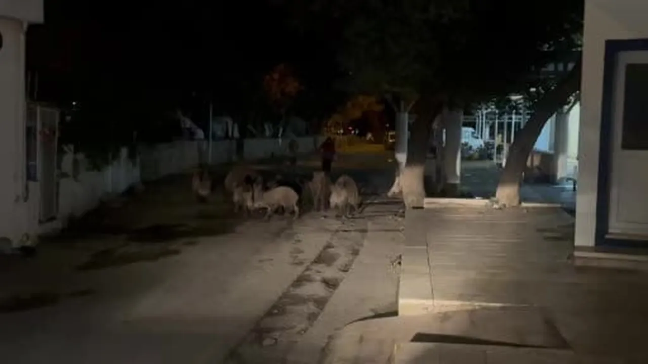 Bodrum’da domuz sürüsü mahalleye indi