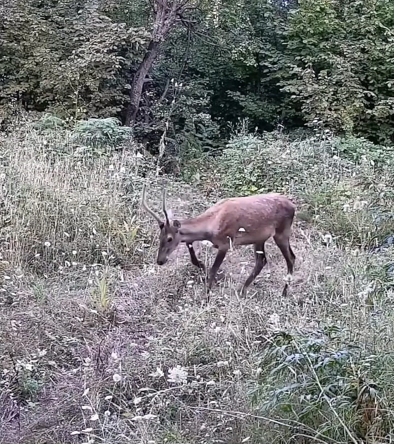 İNEGÖL İLÇE KIRSALINA KURULAN FOTOKAPANA AYI VE 2 YAVRUSU, 2 KIZIL GEYİK İLE YABAN DOMUZU...