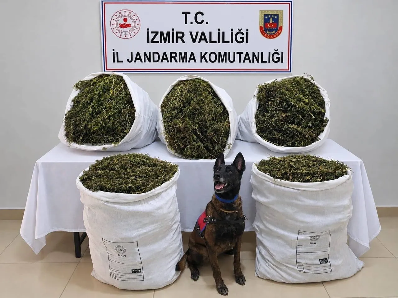 İZMİR'İN TİRE İLÇESİNDE JANDARMA EKİPLERİ TARAFINDAN DÜZENLENEN UYUŞTURUCU OPERASYONUNDA 54 KİLO...