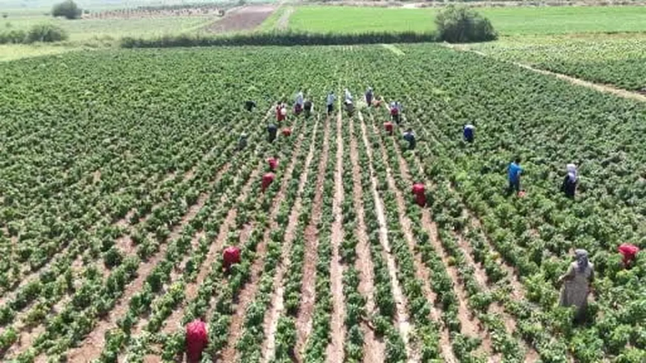 Kavurucu sıcakta acı hasatta çalışan işçiler ellerini yüzlerine süremiyorlar