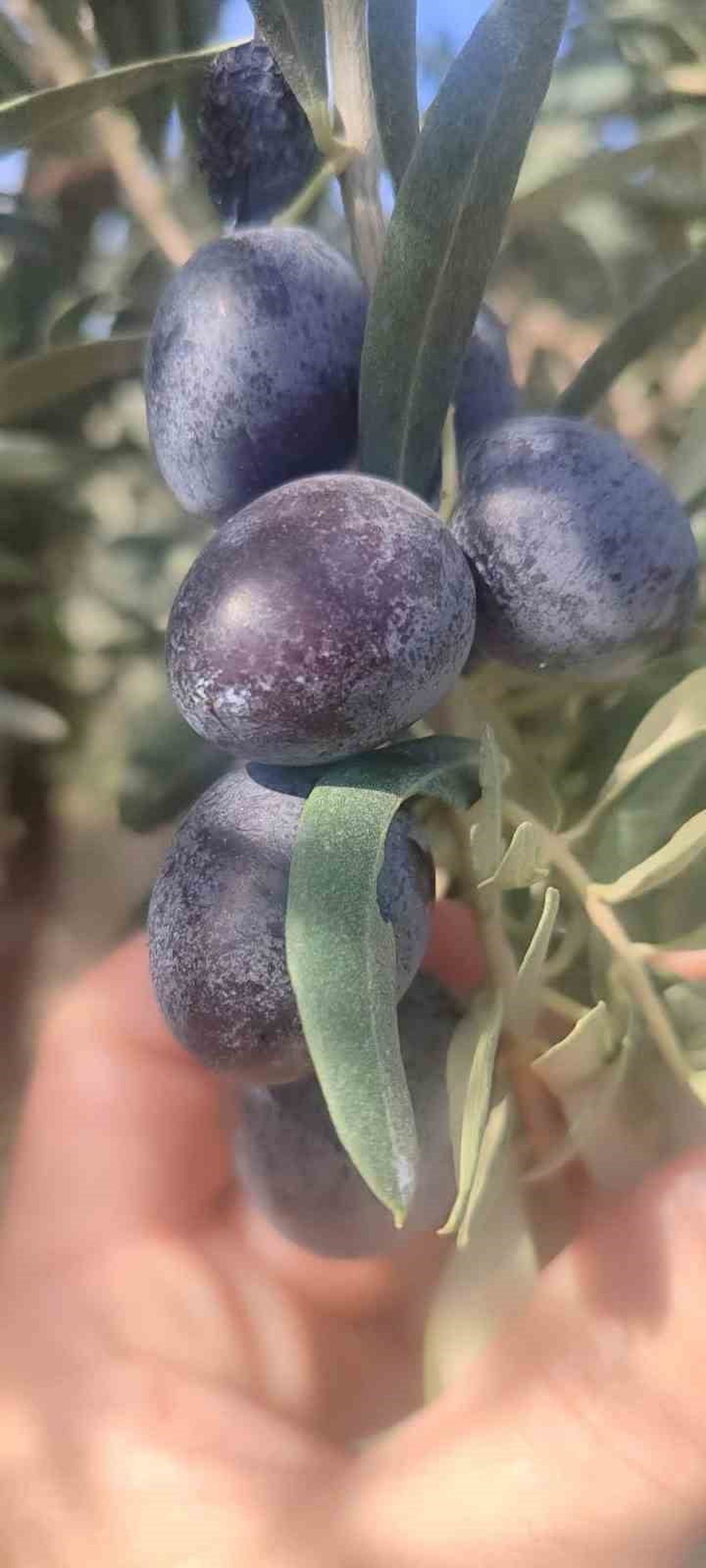 DİDİM İLÇE TARIM VE ORMAN MÜDÜRLÜĞÜ, SOFRALIK SİYAH ZEYTİN HASADI ÖNCESİ VE SIRASINDA ÜRETİCİLERİ...