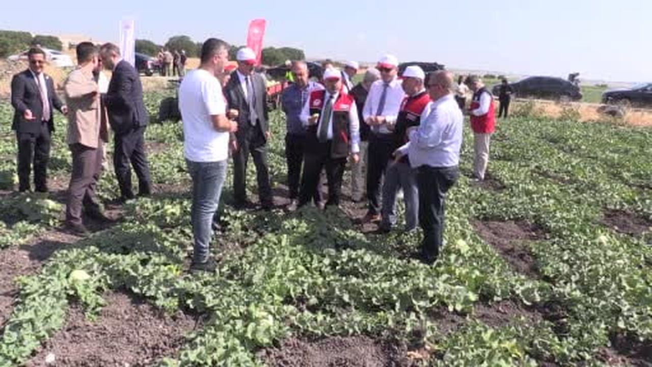 Balıkesir'de ata tohumuyla yetiştirilen beyaz kavunun hasadı başladı
