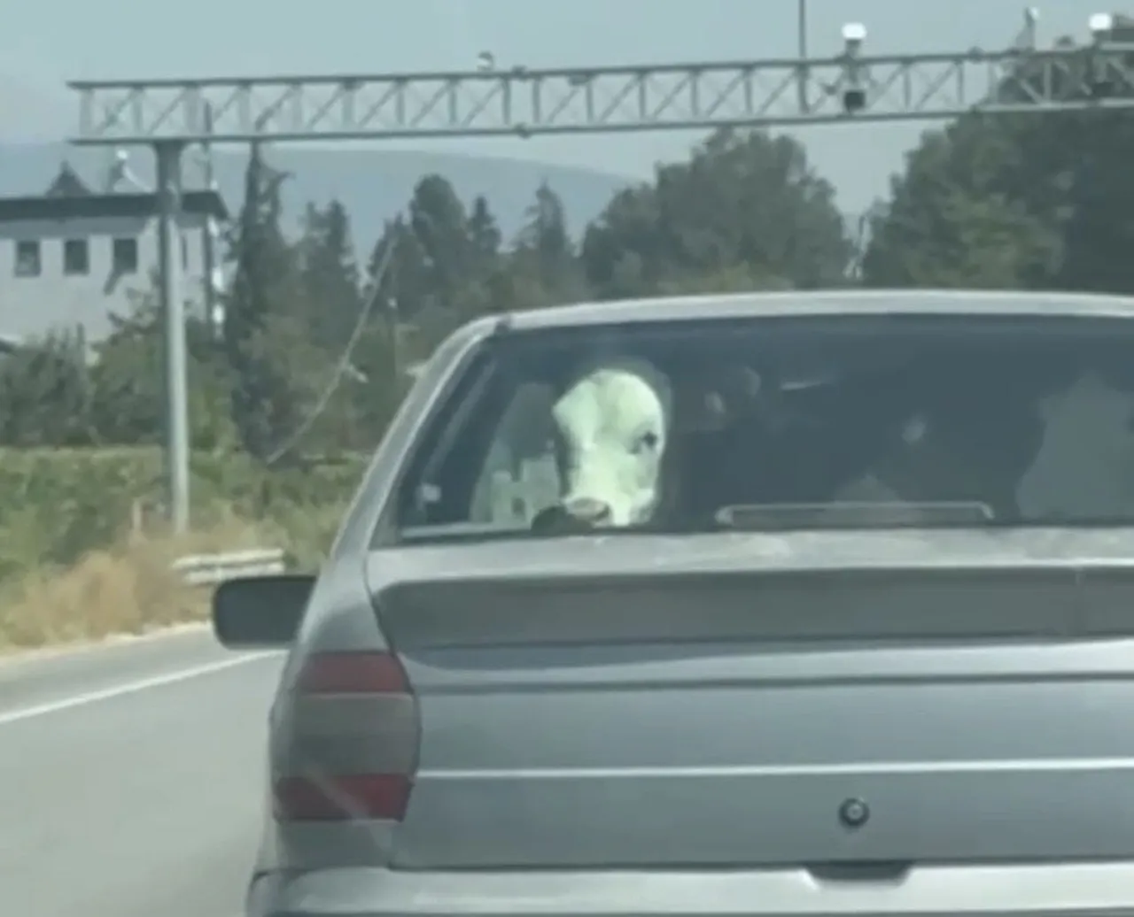 BOLU’DA, BİR OTOMOBİLİN İÇERİSİNDE YOLCULUK YAPAN BUZAĞI GÖRENLERİ HEM ŞAŞIRTTI HEM DE GÜLÜMSETTİ....