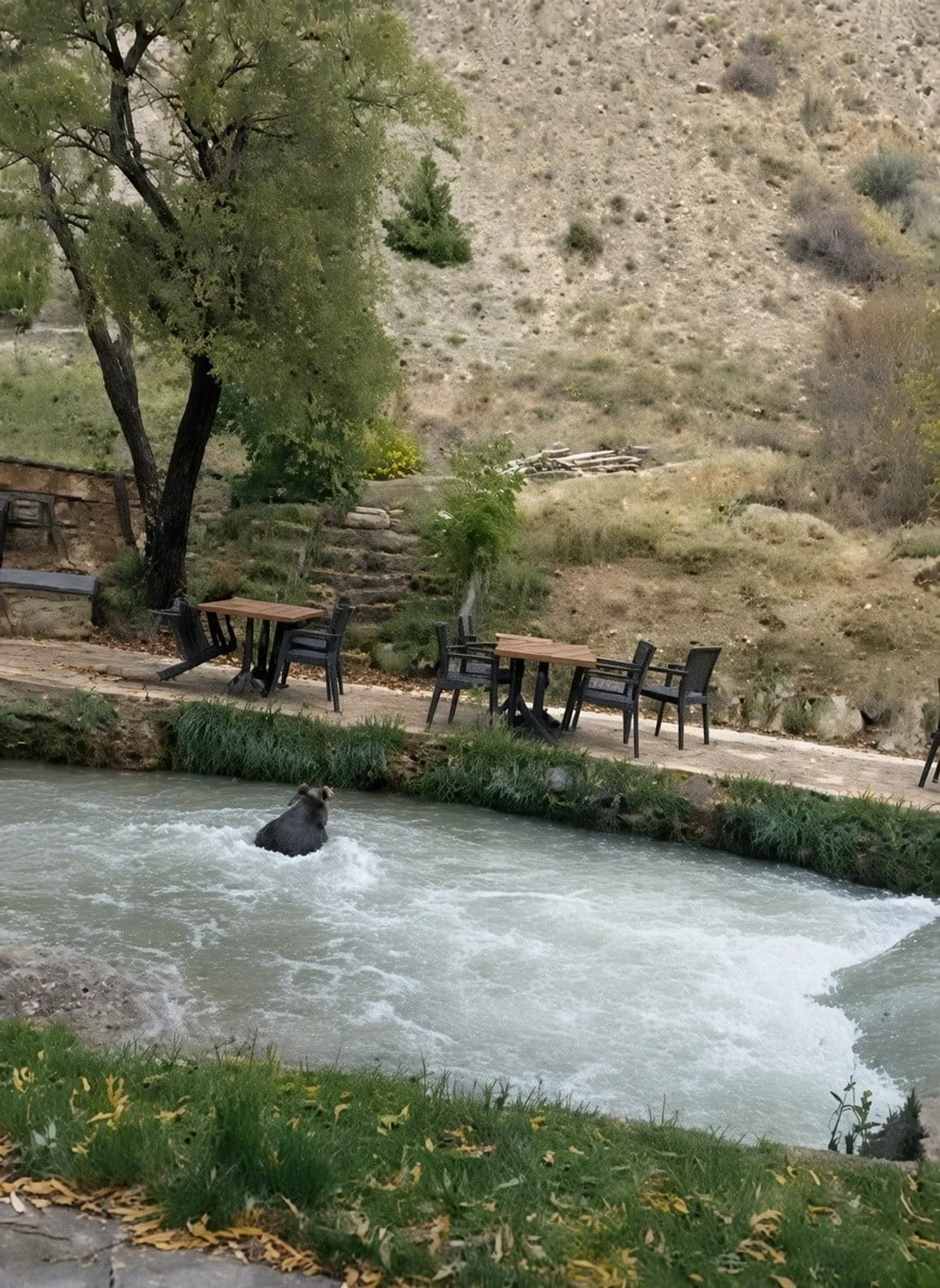 ERZİNCAN'IN ÇAĞLAYAN BELDESİNDE BİR RESTORANIN İÇERİSİNE GİREN YAVRU AYI, ÇALIŞANLARI...