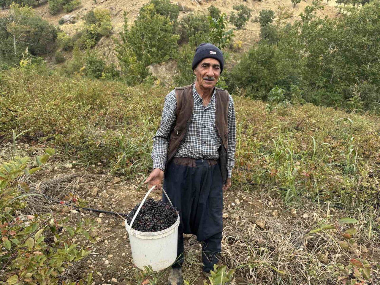 DİYARBAKIR'IN ÇÜNGÜŞ İLÇESİNDE ARONYA MEYVESİ HASADI BAŞLADI.