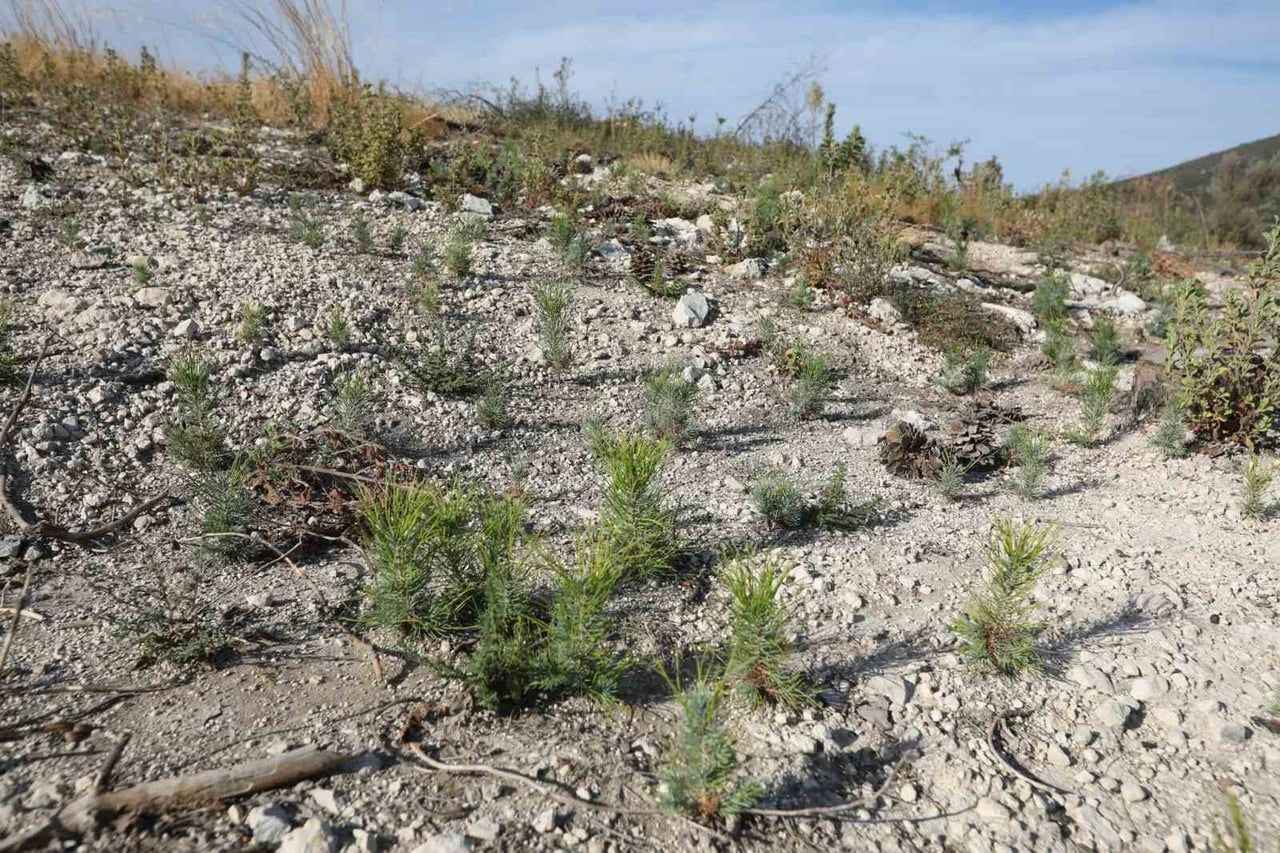 MANİSA’NIN SARUHANLI İLÇESİNE BAĞLI SEYİTOBA MAHALLESİ’NDE 15 TEMMUZ 2025’TE ÇIKAN YANGINDA ZARAR...