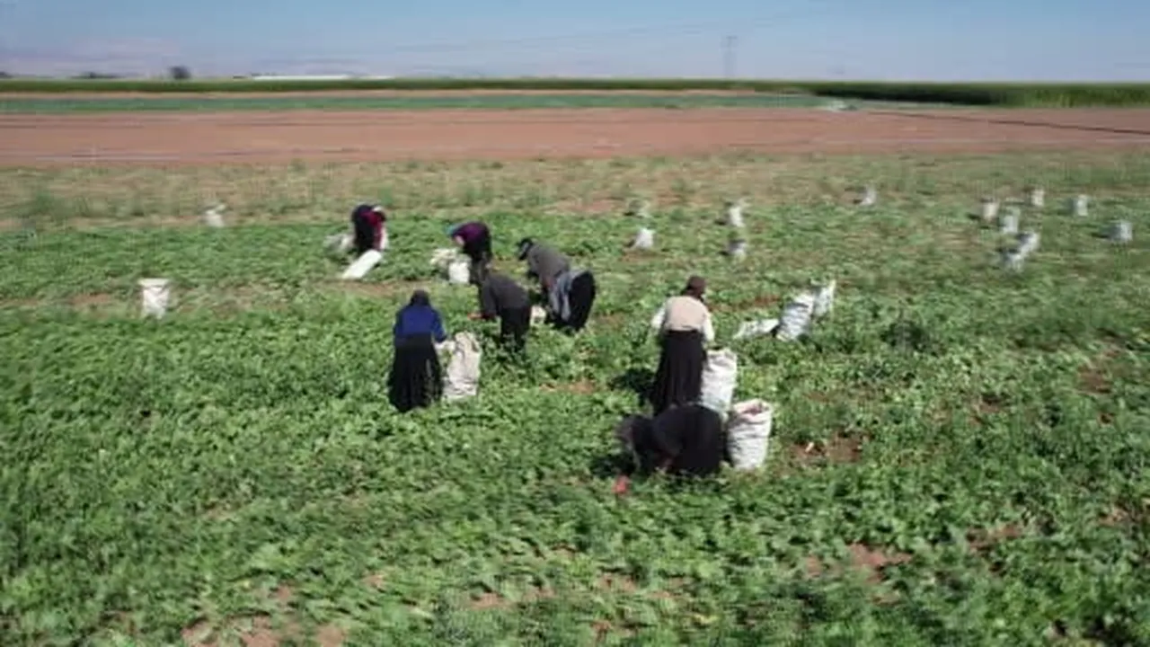 Su tüketimi düşük, hasadı erken... Konya Ovası'nda 45 günde sofraya gelen kırmızı turp mesaisi...
