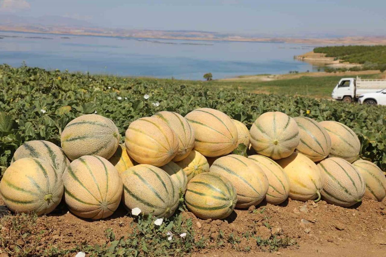 ELAZIĞ’DA KAVUN HASADI BAŞLARKEN BU YIL YAKLAŞIK 20 TON HASAT BEKLEDİĞİ BİLDİRİLDİ