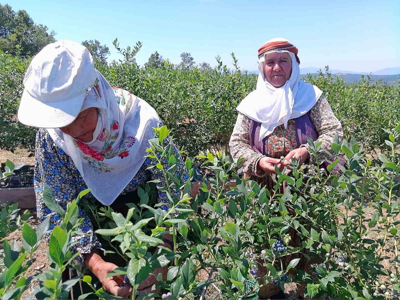 BİLECİK'TE YÜZDE 50 HİBE DESTEĞİYLE KURAK ARAZİYE KURULAN YABAN MERSİNİ BAHÇESİNDE İLK HASAT...