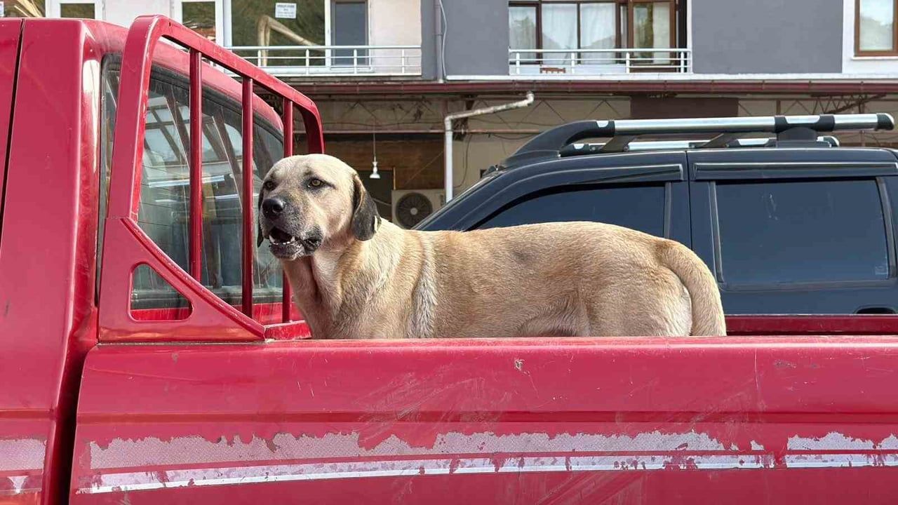 NURGÜL BAĞDATLI'YI KENDİSİNE YOL ARKADAŞI SEÇEN SAHİPSİZ KÖPEK, HER GÜN ONUNLA ÇAY FABRİKASINA...