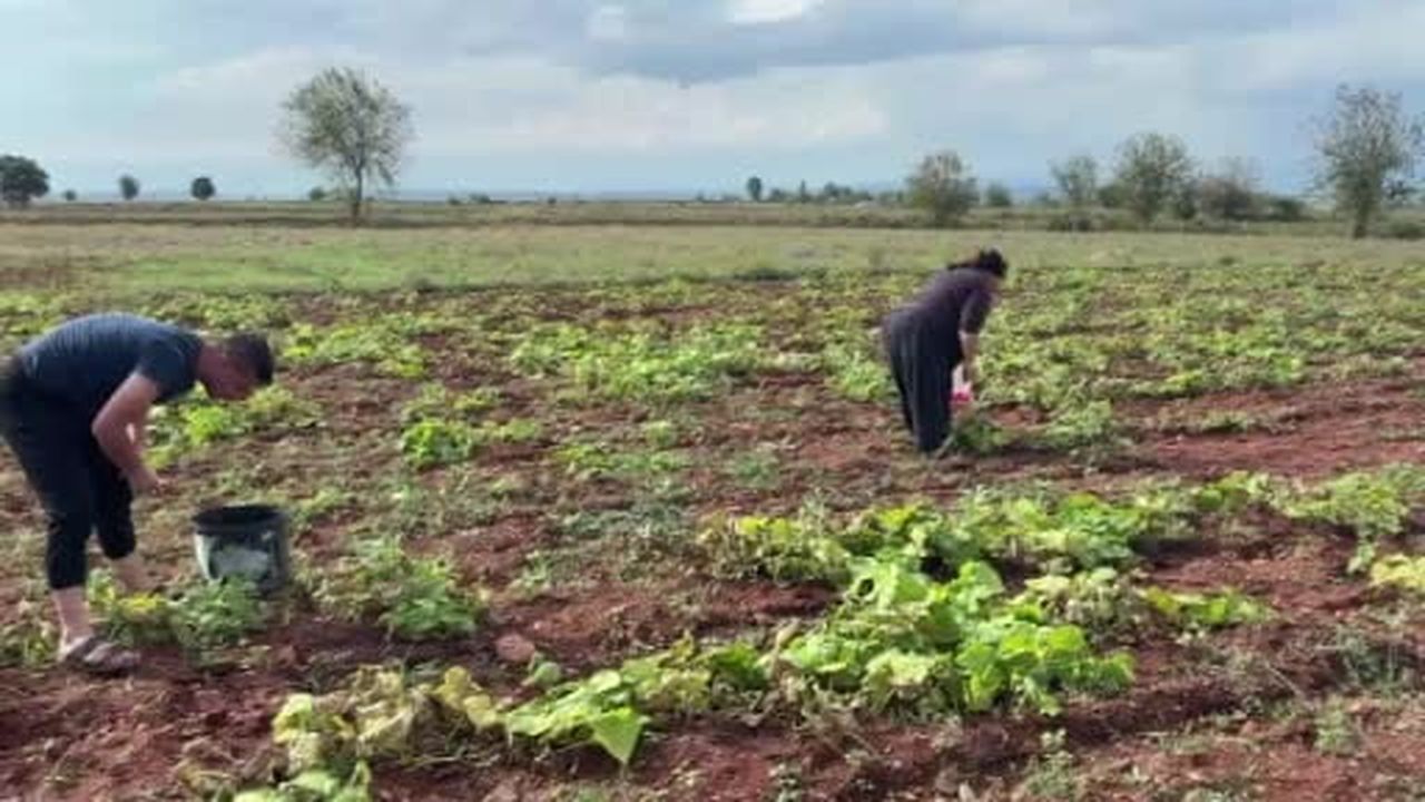 AFAD, Osmaniye'nin Sumbas ilçesinde 5.2 büyüklüğünde deprem meydana geldiğini duyurdu