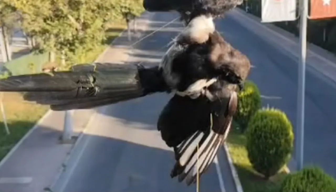 BATMAN’DA ELEKTRİK DİREĞİNDEKİ İPLERE DOLANARAK MAHSUR KALAN KUŞ, İTFAİYE EKİPLERİNİN...