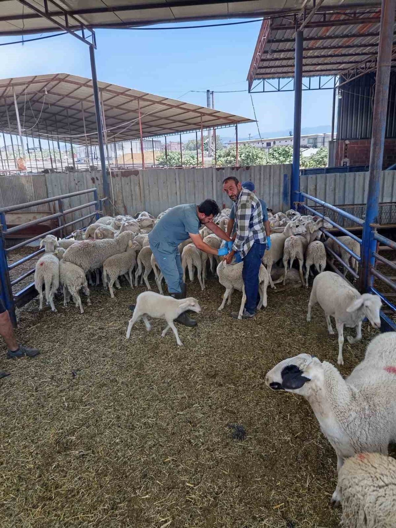 AYDIN'IN KÖŞK İLÇESİNDE KÜÇÜKBAŞ HAYVANLARIN AŞILAMA, KÜPELEME VE KAYIT ALTINA ALINMASINA YÖNELİK...