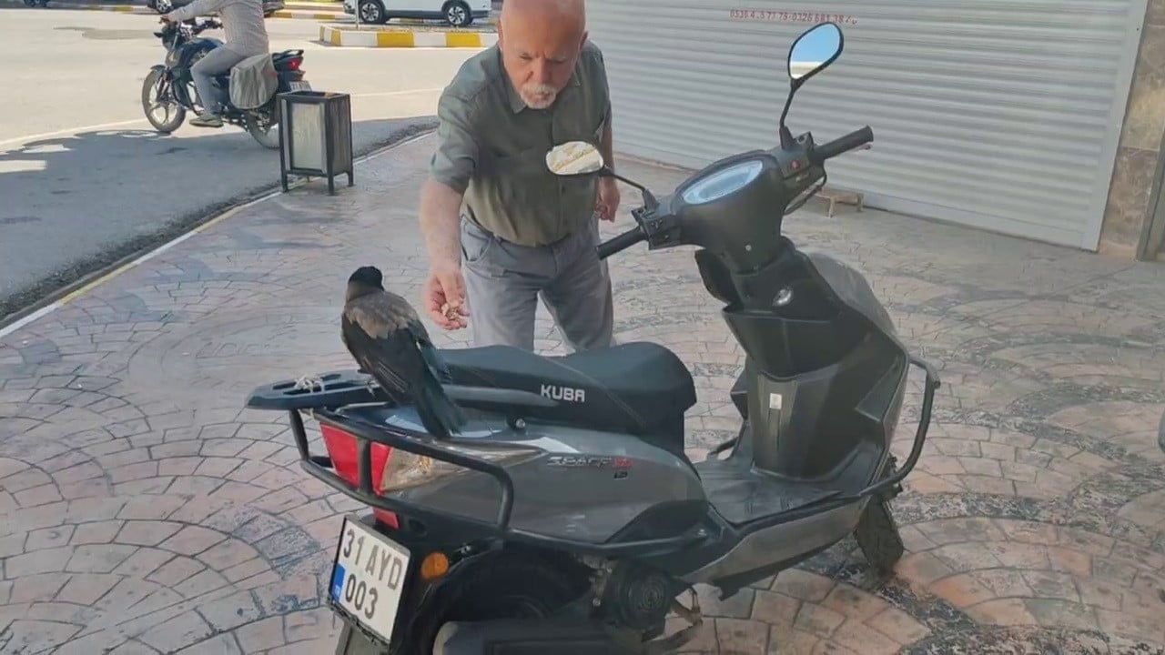 HATAY'DA MAHALLELİNİN DOSTU OLAN VE MİZAH AMAÇLI ÇEKİLEN GÖRÜNTÜLERİYLE İLGİ ODAĞI OLAN KARGANIN...