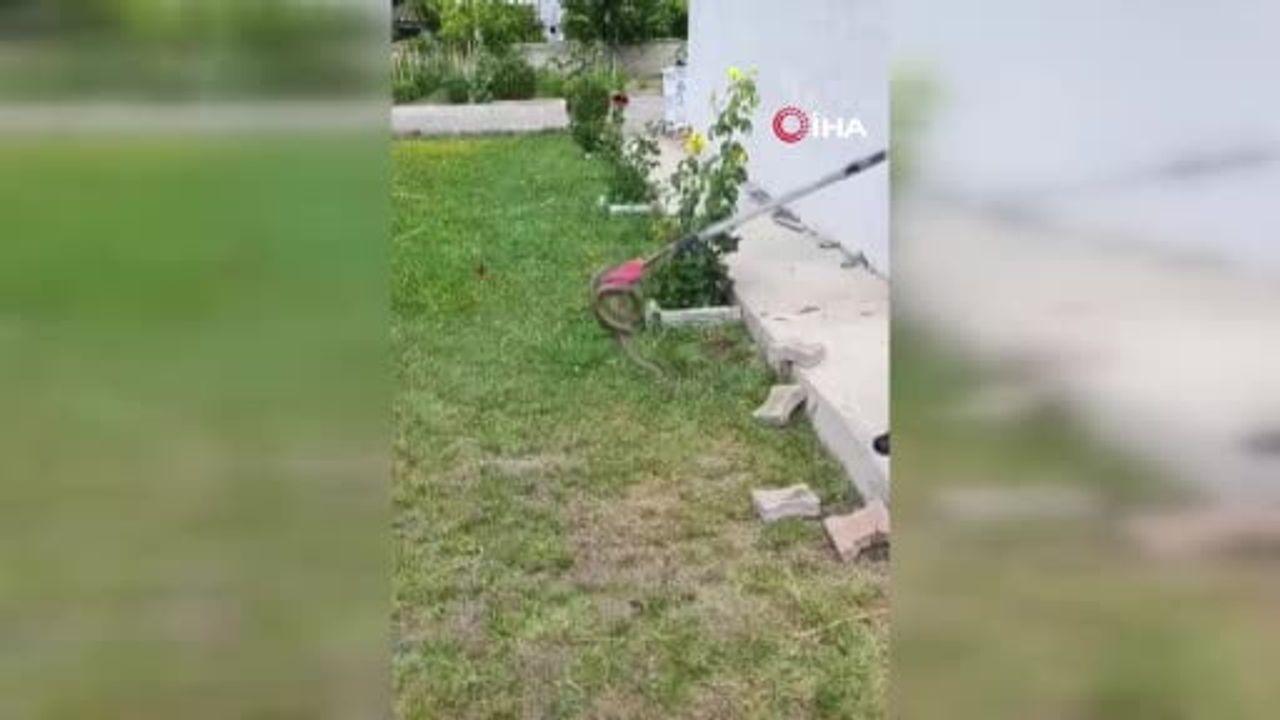 Sivas'ta odun yığınlarının arasına giren yılan itfaiye ekiplerini harekete geçirdi