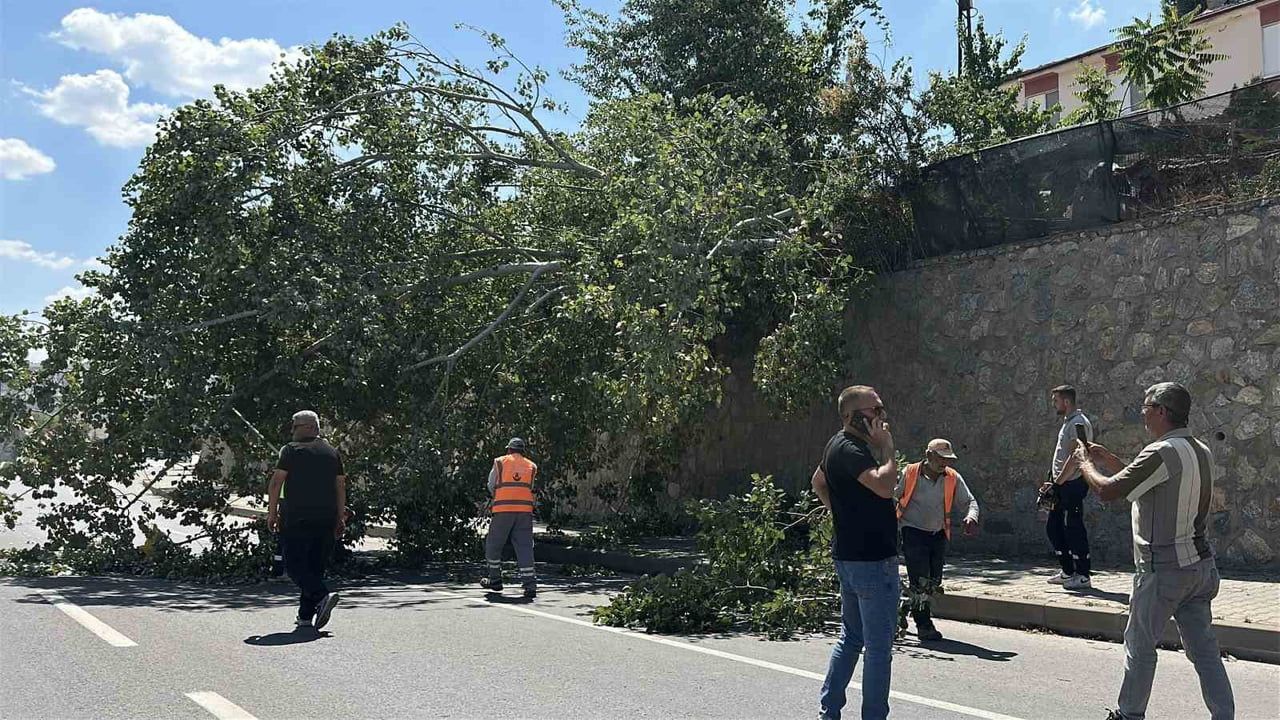 ESKİŞEHİR'DE DEVRİLEN VE KARA YOLUNU KISMEN TRAFİĞE KAPATAN KAVAK AĞACININ BULUNDUĞU YERDEN...