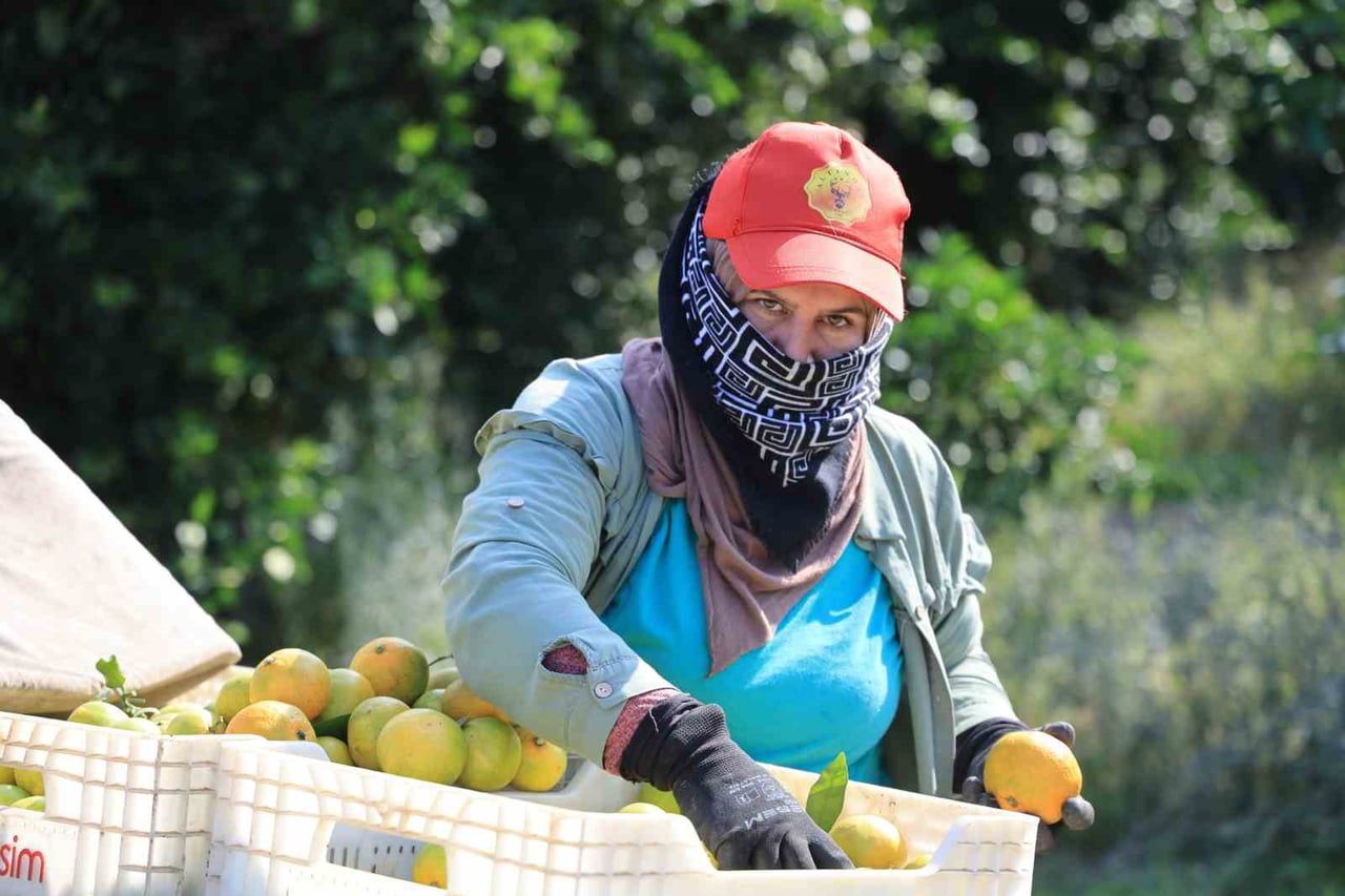 ADANA'DA MANDALİNA HASADI SÜRÜYOR