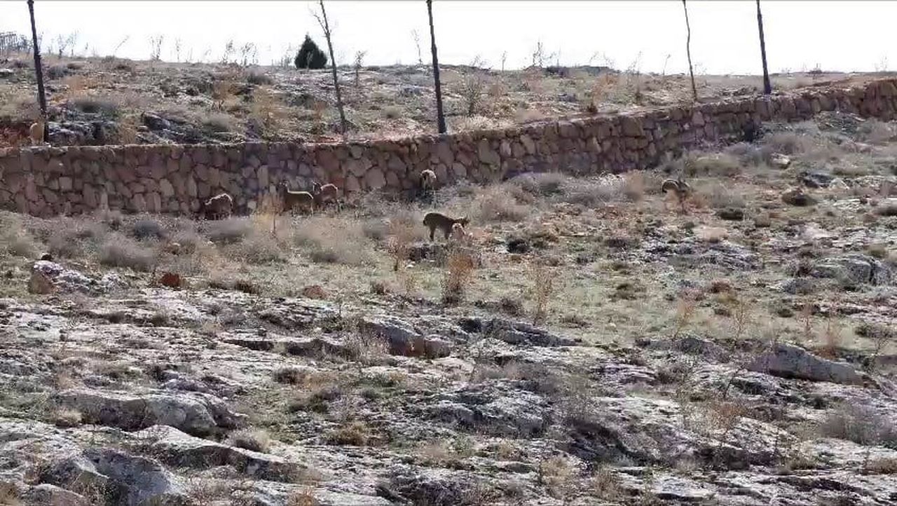 DİVRİĞİ İLÇESİNDE GÖRÜNTÜLENEN DAĞ KEÇİLERİ, CAM SEYİR TERASI ETRAFINDA DOĞAL YAŞAM ORTAMLARINDA...