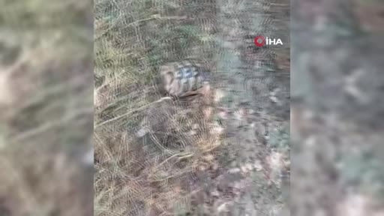 Bolu'daki orman yangınında yürek burkan manzara