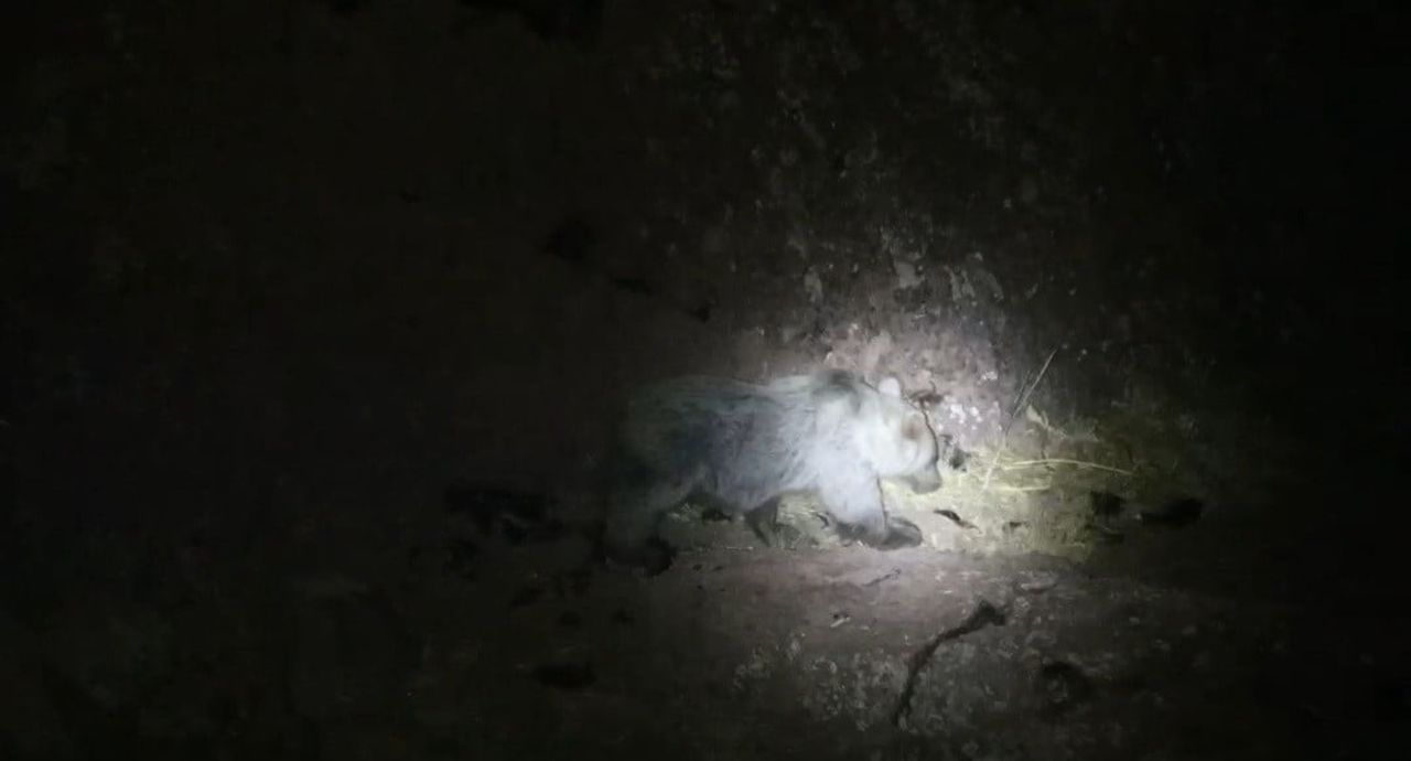 TUNCELİ'DE GECE KAMERASINA DOMUZ VE AYI AYNI ANDA YANSIDI