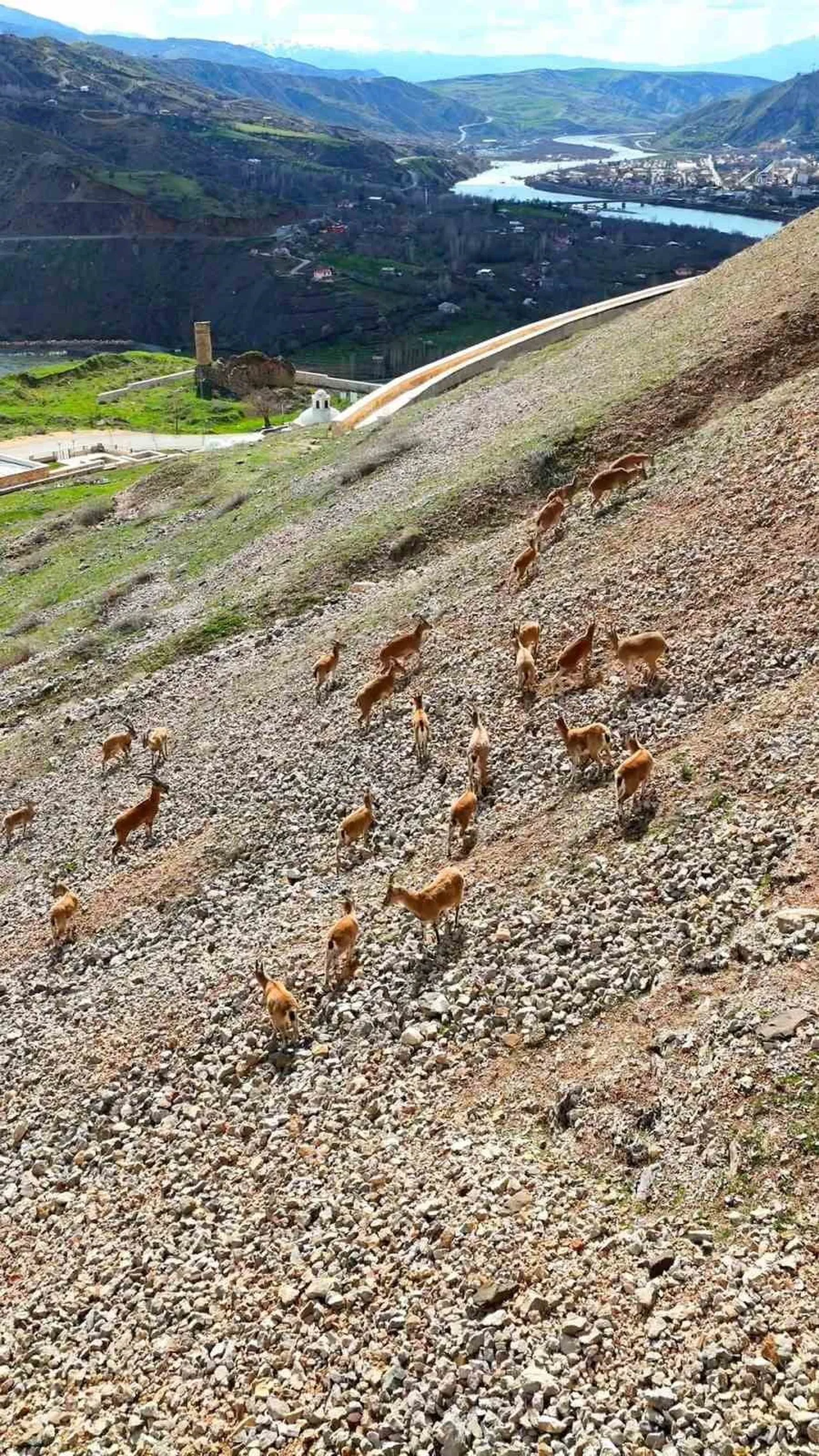 ELAZIĞ'DA NESLİ TÜKENME TEHLİKESİ ALTINDA OLMASI NEDENİYLE KORUMA ALTINDA OLAN DAĞ KEÇİLERİ, PALU...