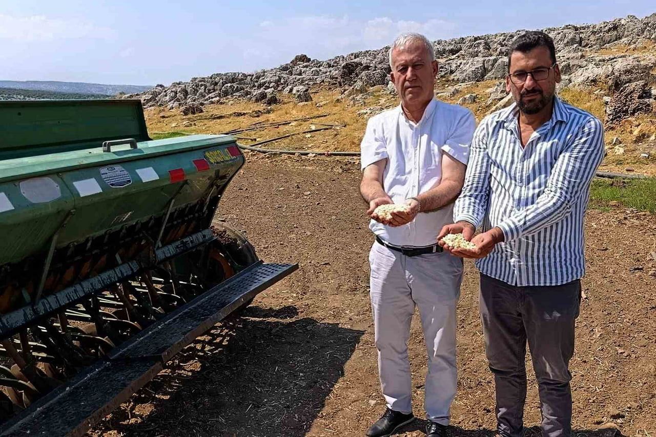 ARABAN SARIMSAĞINDA ZAMBAK ANAÇ TOHUM DÖNEMİ BAŞLIYOR