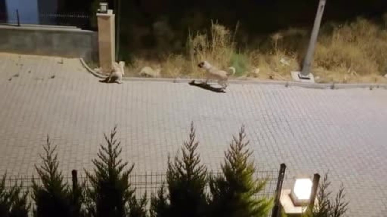 Kangalın saldırdığı yaban domuzunu sürüsü kurtardı