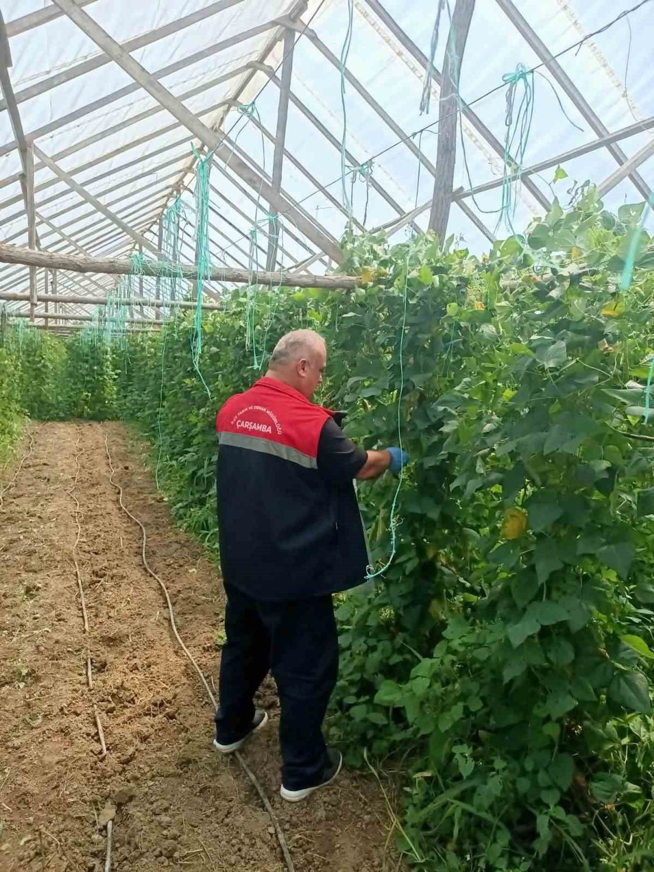 ÇARŞAMBA İLÇE TARIM VE ORMAN MÜDÜRLÜĞÜ, HASAT ÖNCESİ PESTİSİT DENETİMLERİ KAPSAMINDA NUMUNE...
