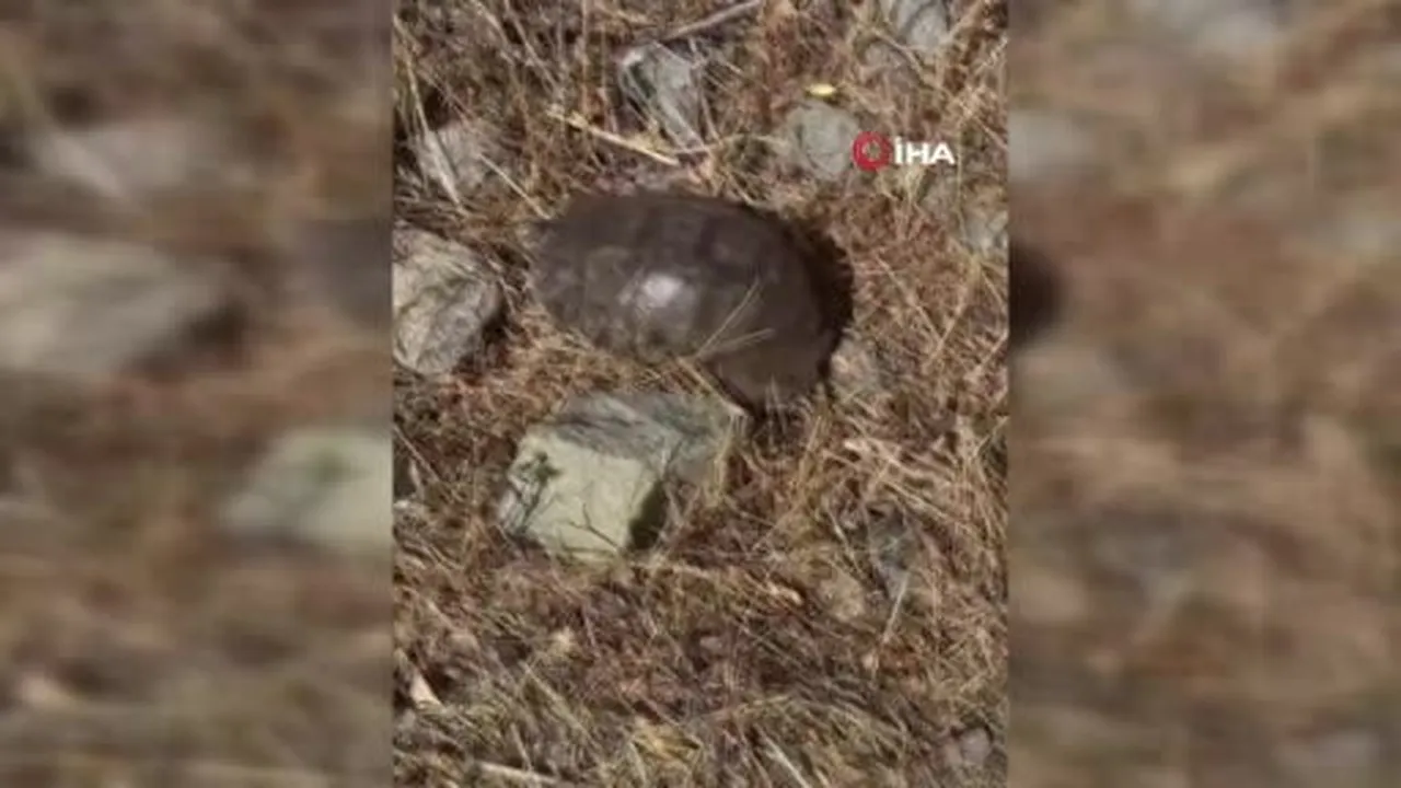 Kaplumbağaya su bulamayınca karpuz ikram etti