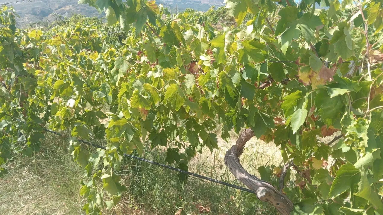 DENİZLİ’NİN BULDAN İLÇESİNDE ÜZÜM BAĞINA GİREN HIRSIZLAR, YAKLAŞIK 2 TON ÜZÜMÜ KESEREK ARAÇLARINA...